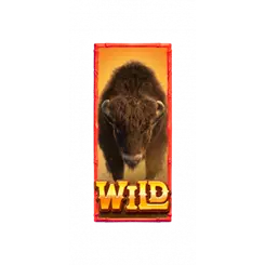 Buffalo Win